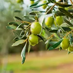 Détection d’eau souterraine au Maroc avant forage – oliveraie et terrain agricole