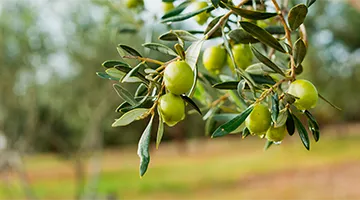 Détection d’eau souterraine au Maroc avant forage – oliveraie et terrain agricole